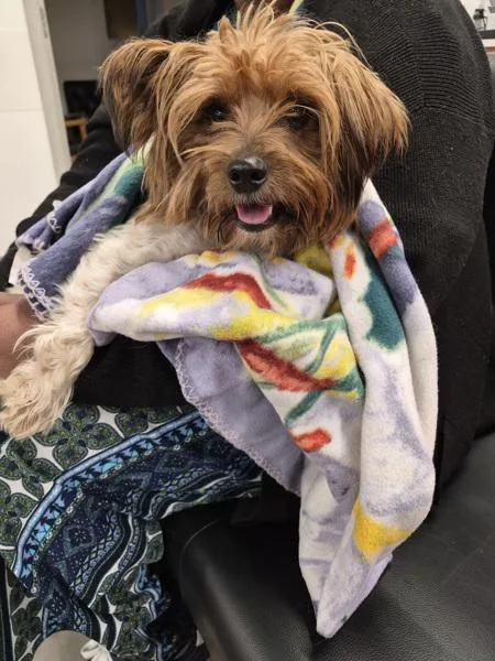 An adult small-sized male Yorkshire Terrier dog named Vc Cedar for adoption in Lawrenceville, GA
