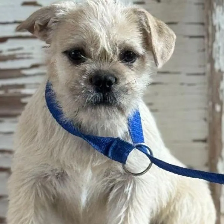 A young small-sized female White / Cream Cairn Terrier dog named Bea for adoption in Carrollton, TX