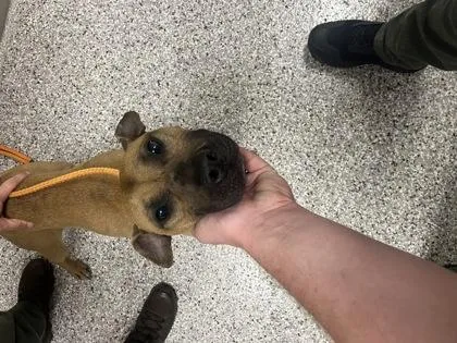 An adult medium-sized male Terrier dog named Pringles for adoption in Gastonia, NC