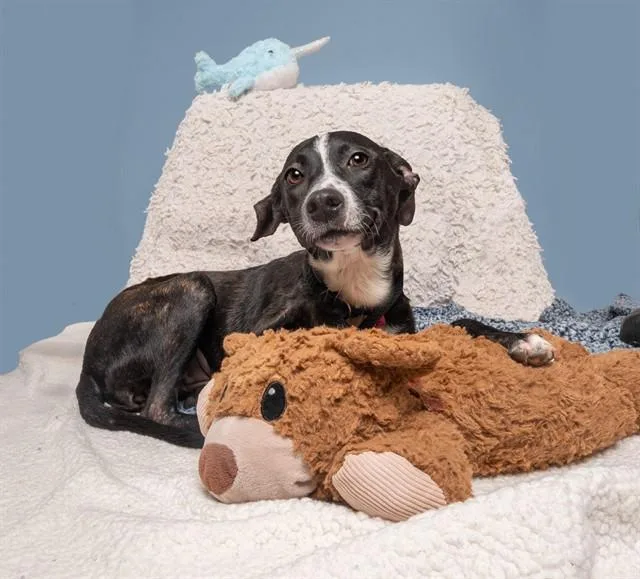 A young small-sized female Pit Bull Terrier dog named Annabeth for adoption in Saint Louis, MO