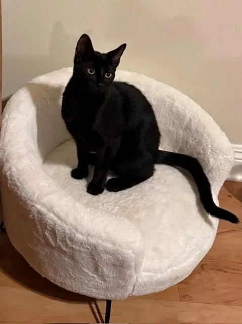 A young medium-sized male Black Domestic Short Hair cat named Pistachio with Mustachio for adoption in Camarillo, CA