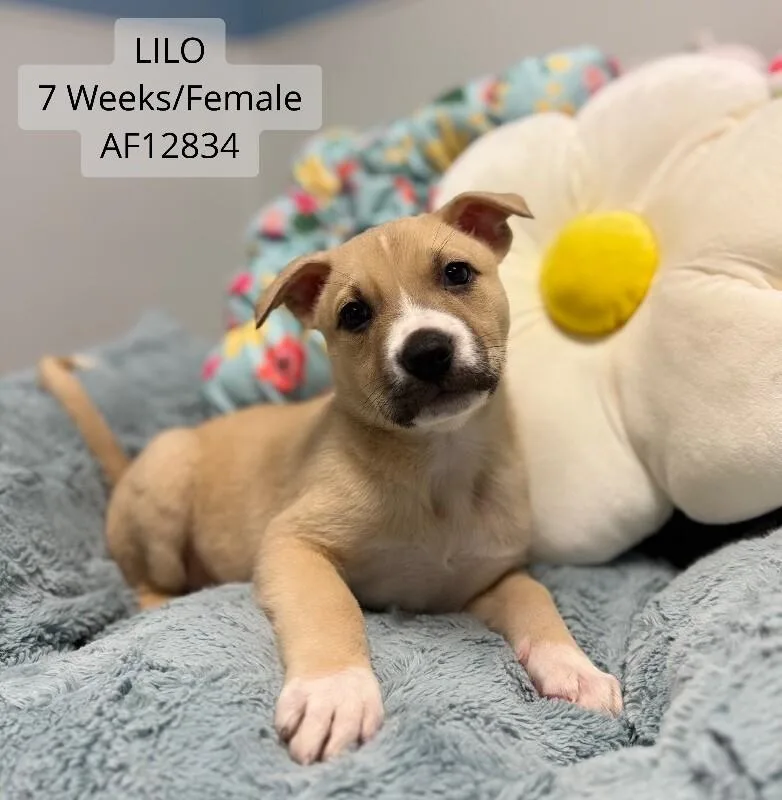 A young medium-sized female Yellow / Tan / Blond / Fawn Pit Bull Terrier dog named Lilo for adoption in Supply, NC