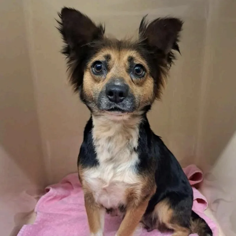 A young small-sized female Tricolor (Brown, Black, & White) Australian Shepherd dog named Flamingo for adoption in Cedarburg, WI