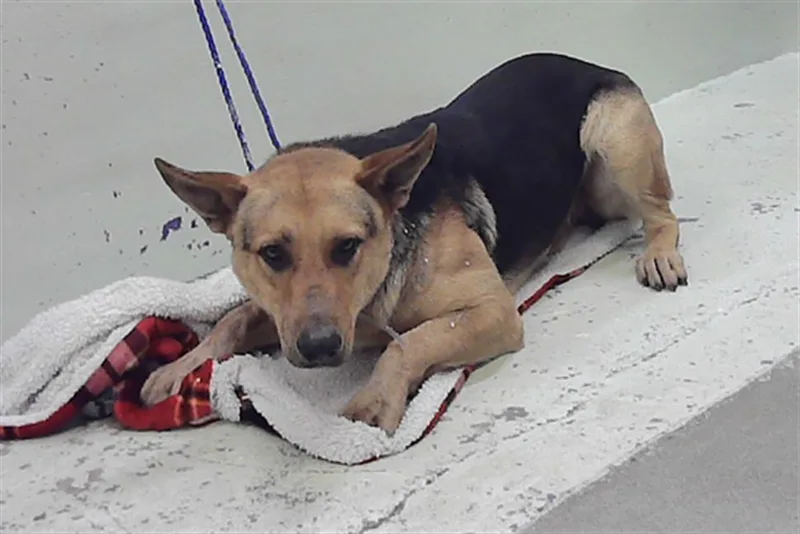 An adult large-sized male German Shepherd Dog dog named Lito for adoption in Houston, TX