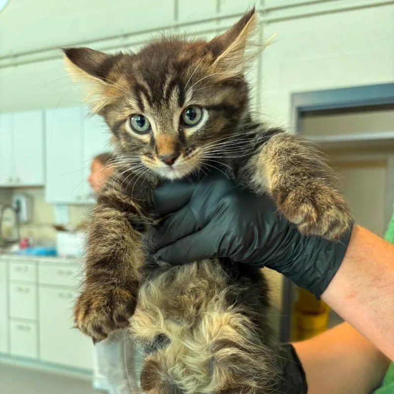 A baby small-sized male Brown / Chocolate Domestic Short Hair cat named Ups for adoption in Huntington, WV