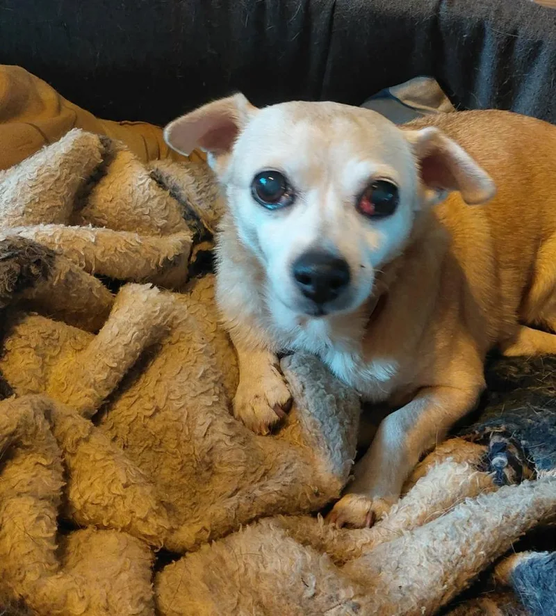 A senior small-sized female Chihuahua dog named Reese for adoption in sun prairie, WI