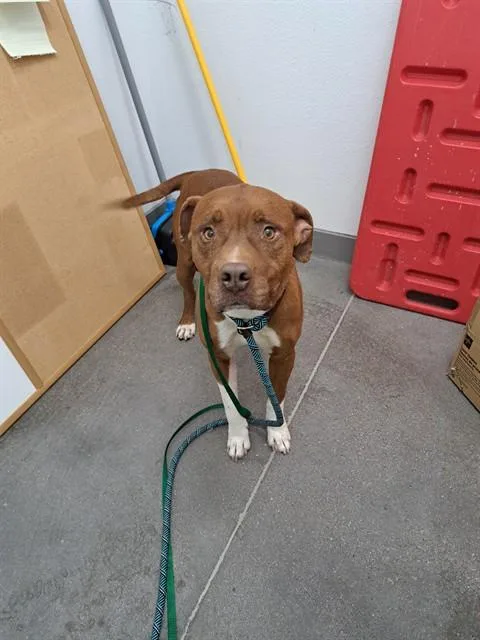 A young large-sized male Pit Bull Terrier dog named Jace for adoption in Mesa, AZ