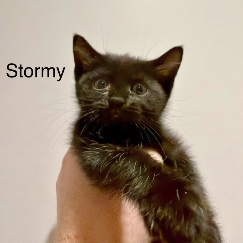 Stormy thumbnail 2