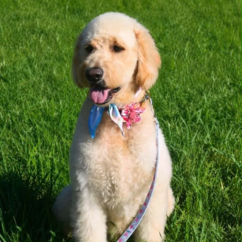 An adult large-sized female Goldendoodle dog named Roulette for adoption in Broken Arrow, OK