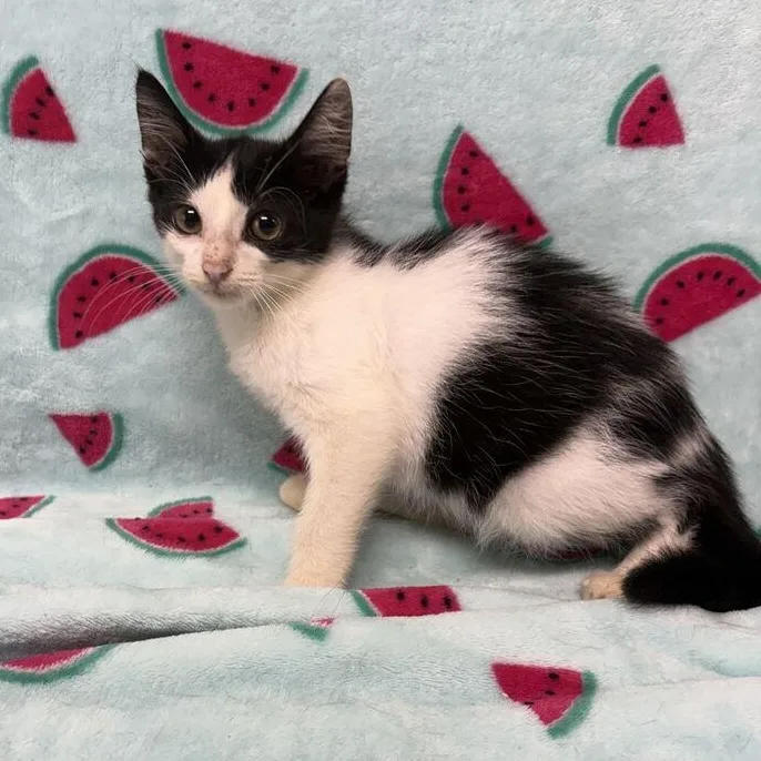 A baby medium-sized male White Domestic Short Hair cat named Oryx for adoption in Valdosta, GA