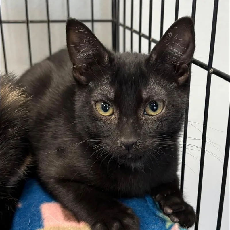A baby small-sized male Black Domestic Short Hair cat named Ebony for adoption in Hamburg, NY