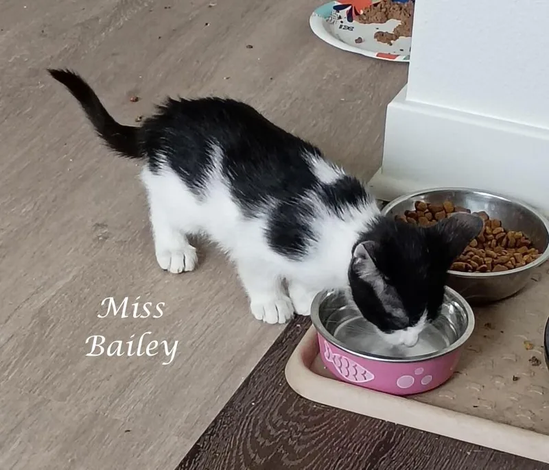 A young medium-sized female Domestic Short Hair cat named Miss Bailey for adoption in Monrovia, CA