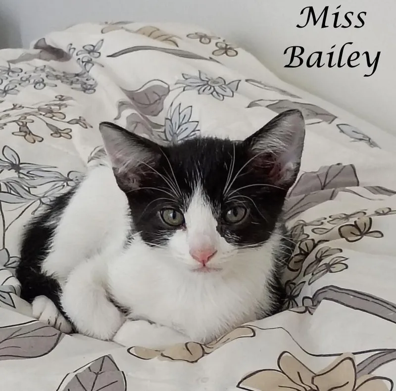 Miss Bailey thumbnail 2