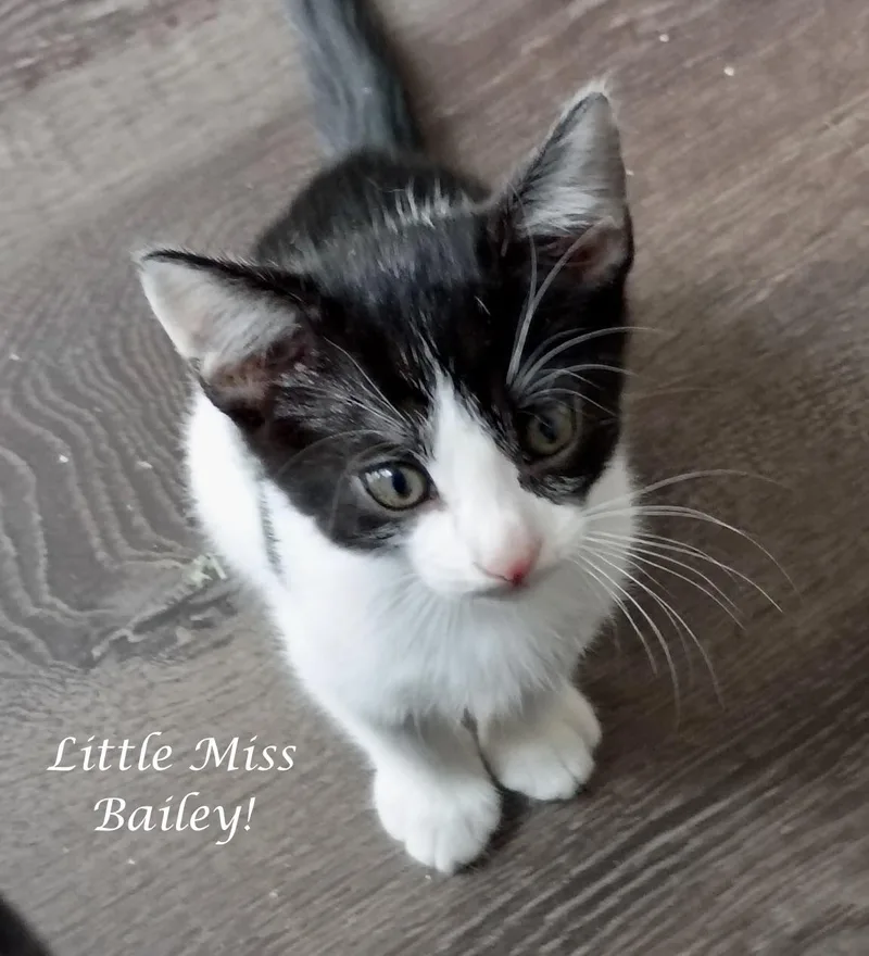 Miss Bailey thumbnail 3