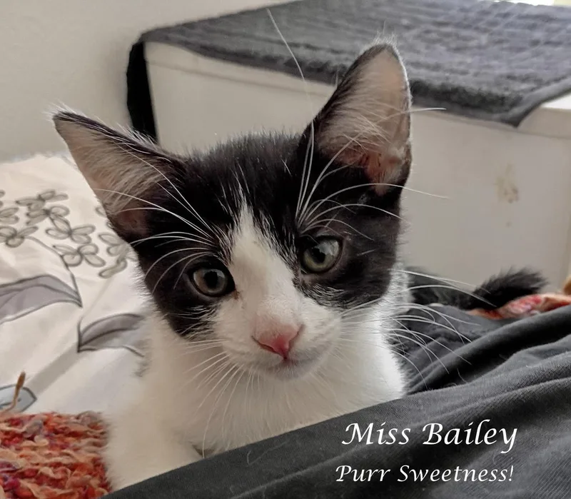 Miss Bailey thumbnail 4