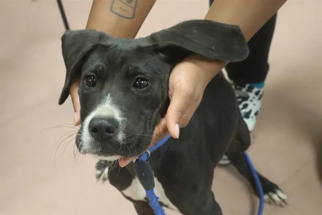 A young medium-sized male Mixed Breed dog named Nike for adoption in Columbia, SC