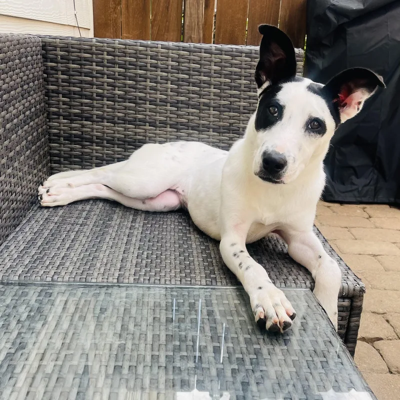A baby medium-sized female White / Cream Mixed Breed dog named Vi for adoption in Houston, TX