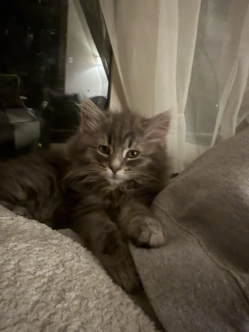 A baby small-sized female Domestic Long Hair cat named Macadamia for adoption in Bethel Park, PA