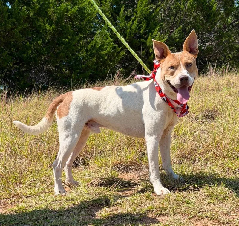 A young medium-sized male Pit Bull Terrier dog named Dragonfly for adoption in Belton, TX