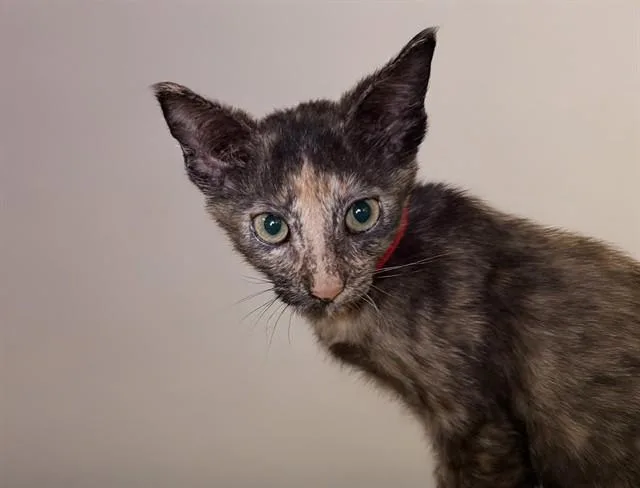 A baby medium-sized female Domestic Short Hair cat named Bara for adoption in Fort Lauderdale, FL