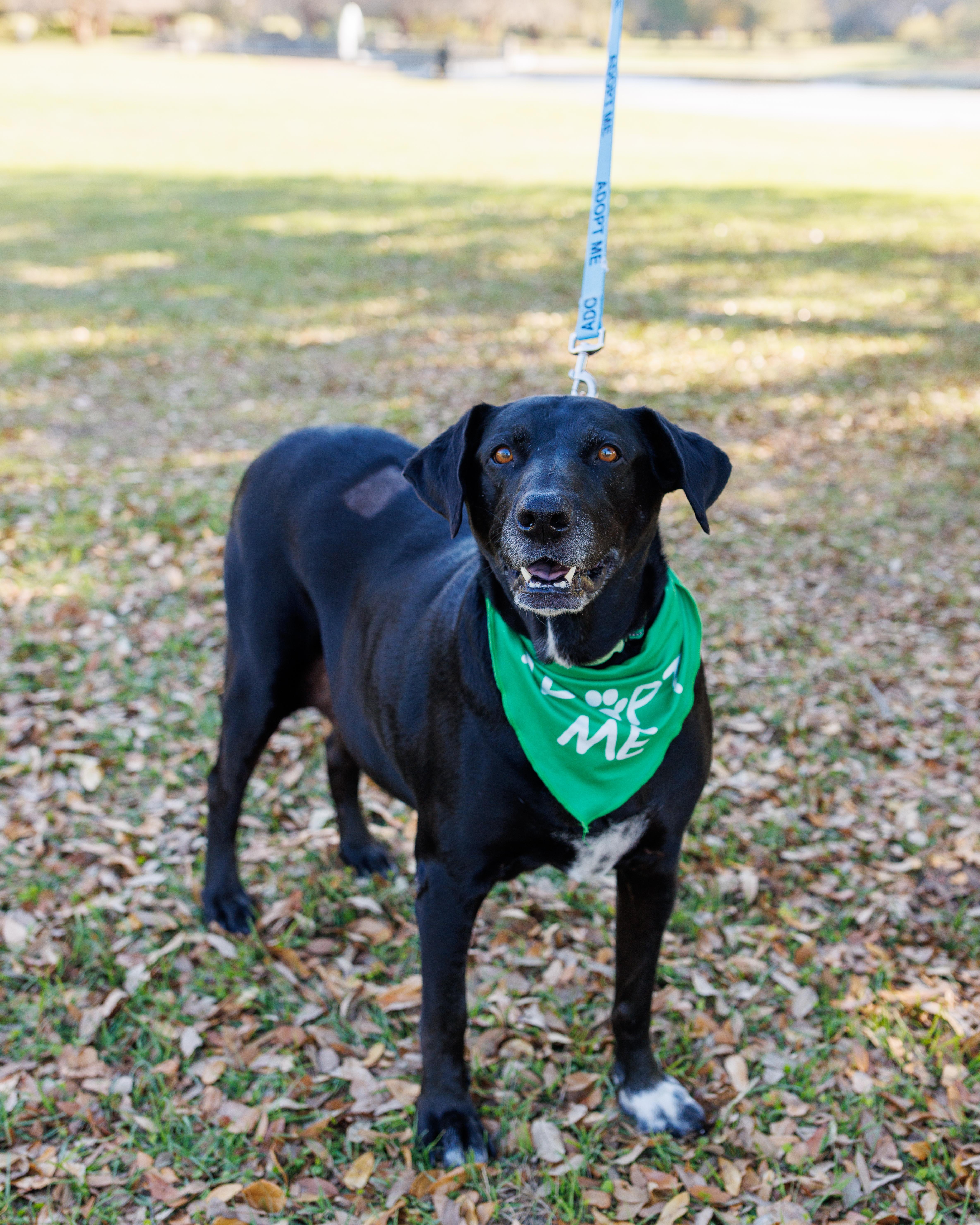 An adult large-sized female Black Great Pyrenees dog named Kela for adoption in Charleston, SC
