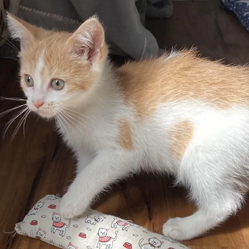A baby small-sized female Orange / Red Domestic Short Hair cat named Gladewatch for adoption in Fredericksburg, VA