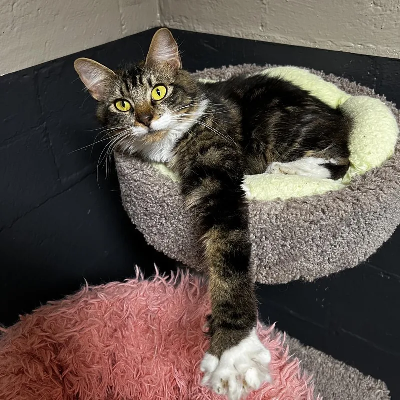 A young medium-sized female Gray / Blue / Silver Domestic Long Hair cat named Ummi for adoption in Birmingham, AL