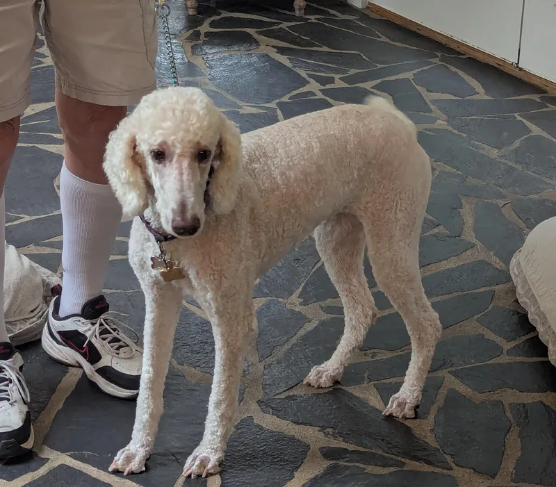 An adult medium-sized female Standard Poodle dog named Moanna for adoption in Pensacola, FL