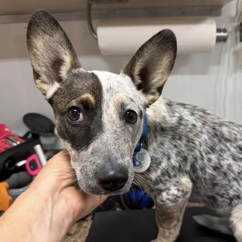A young medium-sized female Black Cattle Dog dog named Ruthie for adoption in Santa Rosa, CA