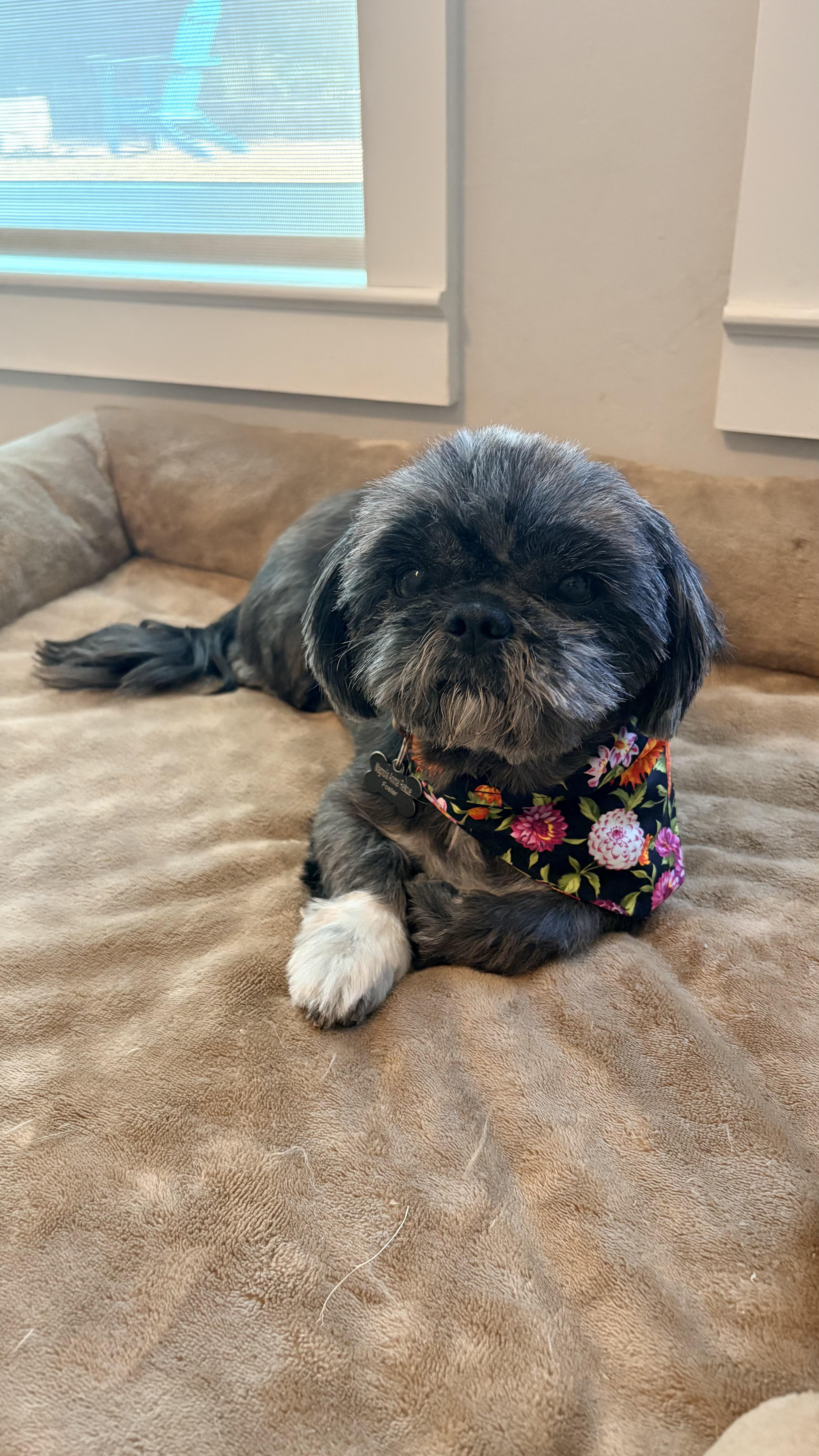 An adult small-sized female Shih Tzu dog named Zoey for adoption in Southlake, TX