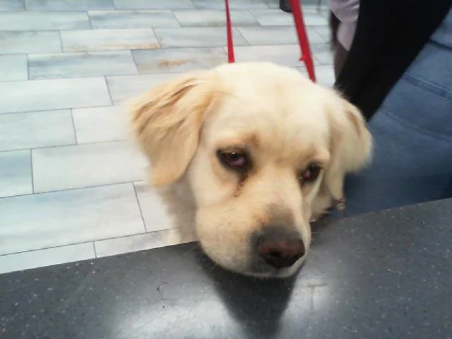 An adult large-sized female Golden Retriever dog named Birdie for adoption in Charlotte, NC
