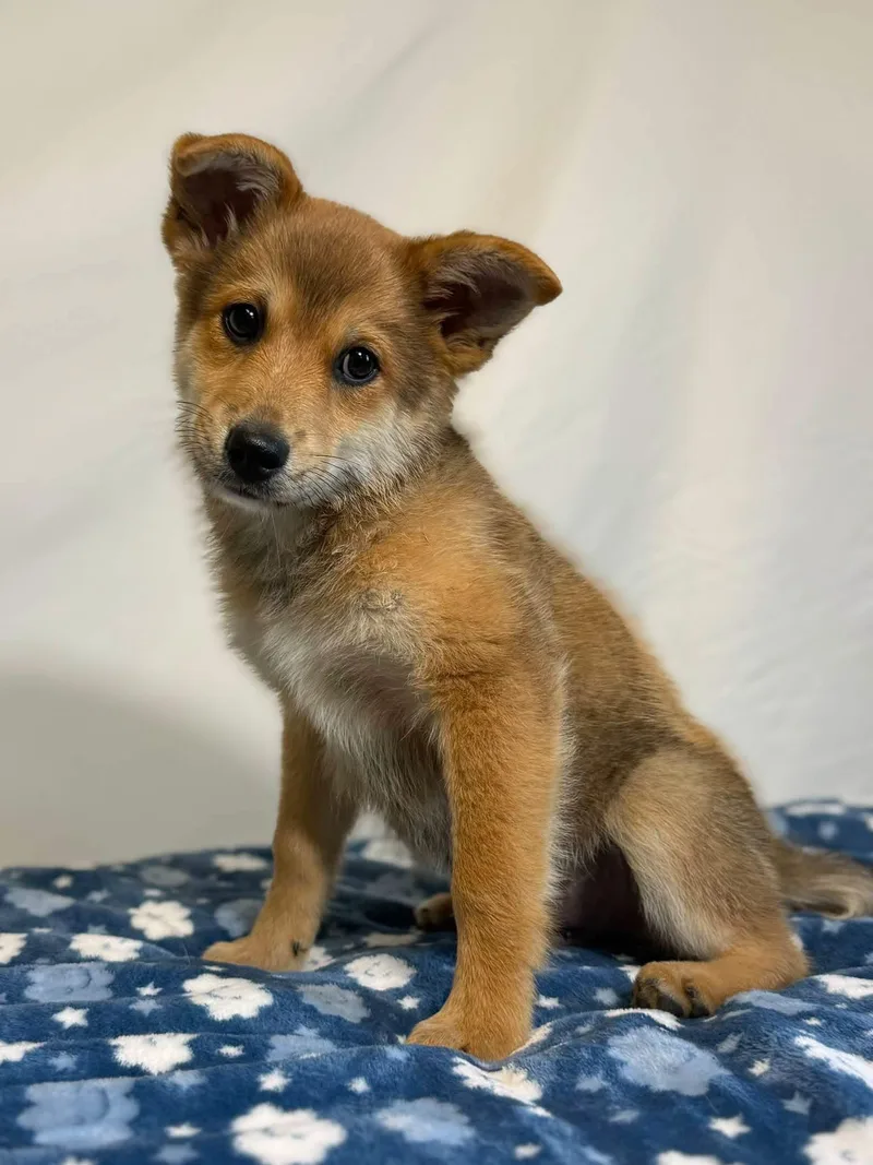 A baby small-sized male Pomeranian dog named Zero for adoption in New Stanton, PA