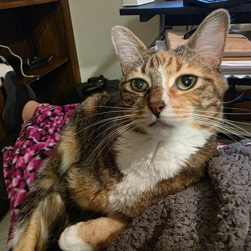 An adult medium-sized female Calico Domestic Short Hair cat named Gwendolyn for adoption in Riverside, CA