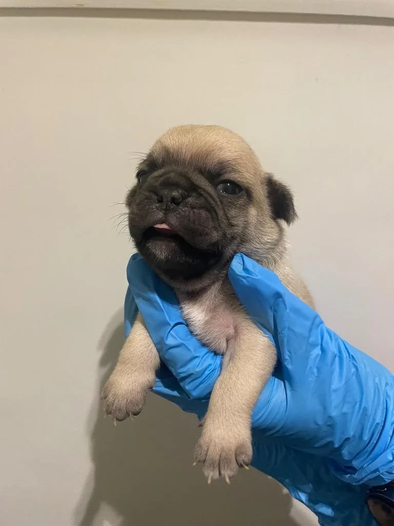 Chistery thumbnail 2