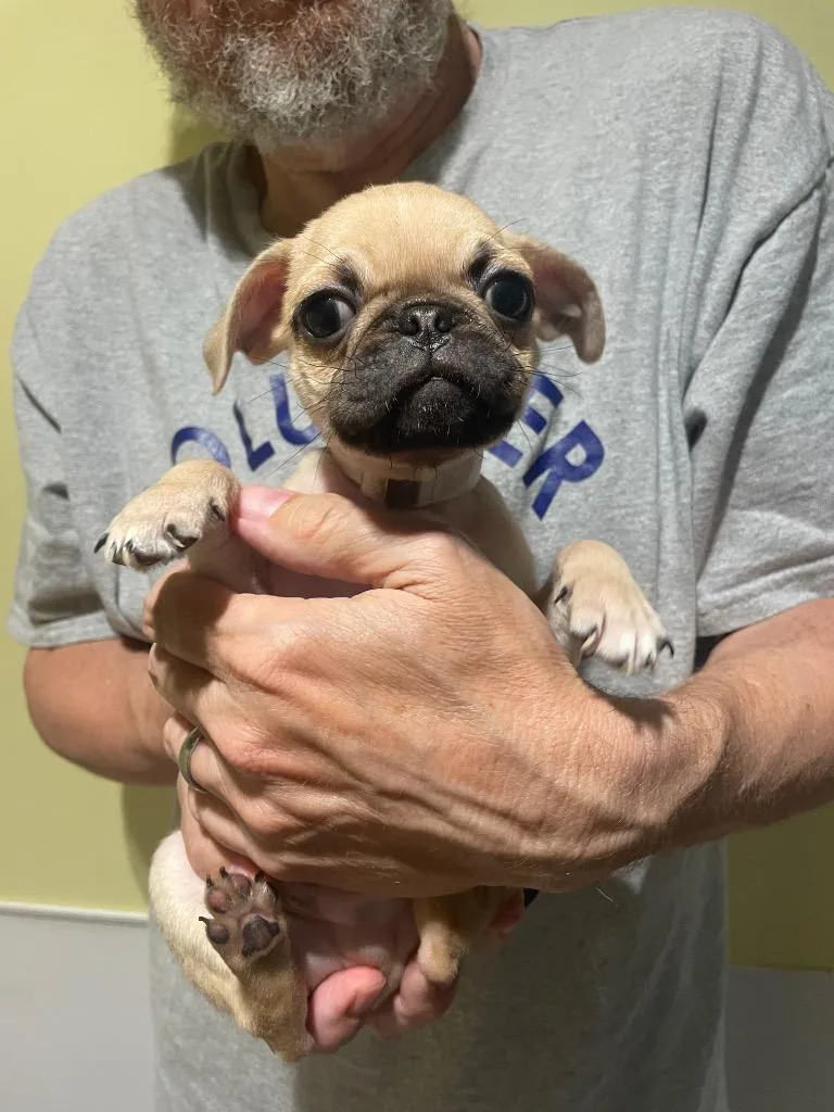 Chistery thumbnail 3