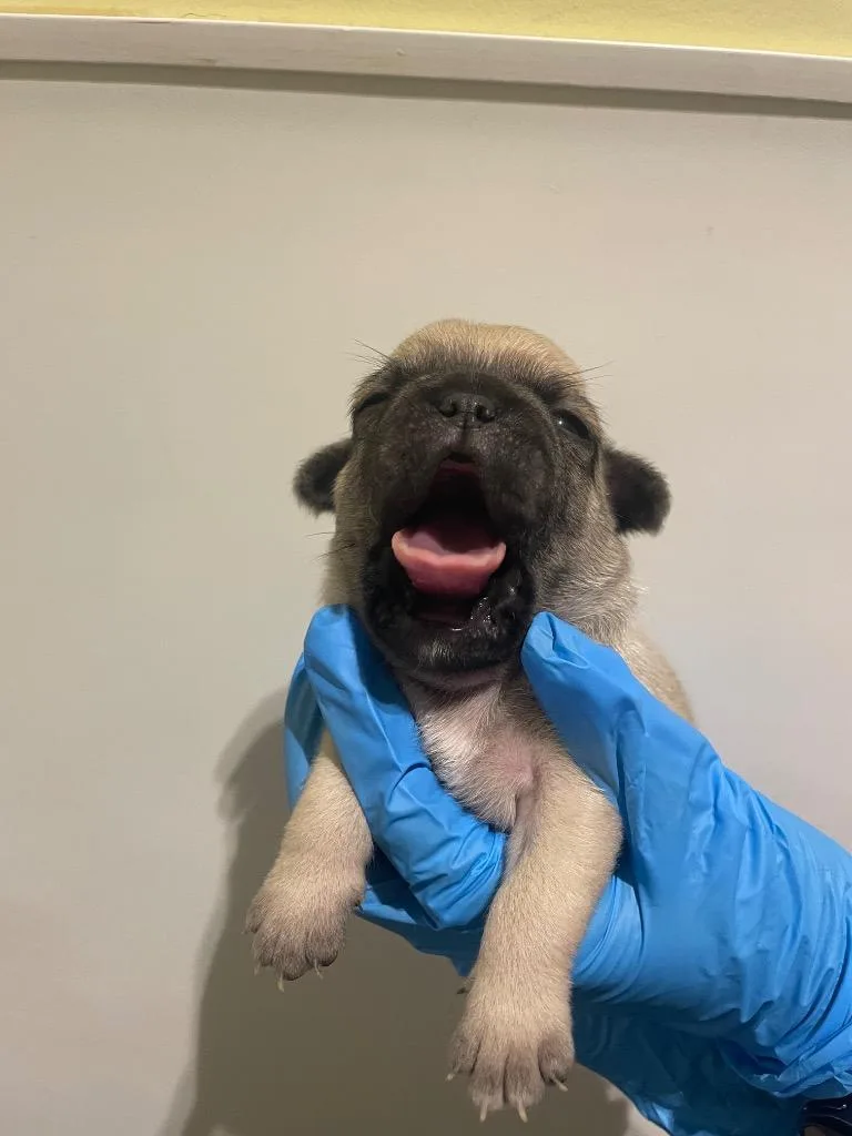 Chistery thumbnail 4