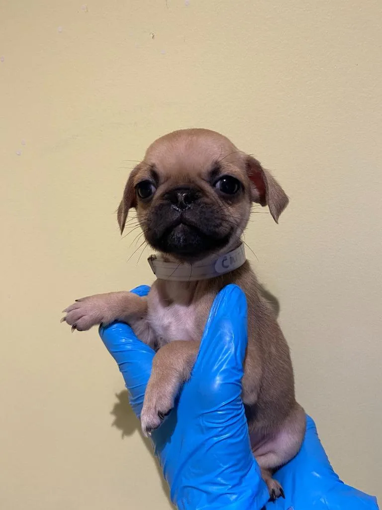 Chistery thumbnail 5