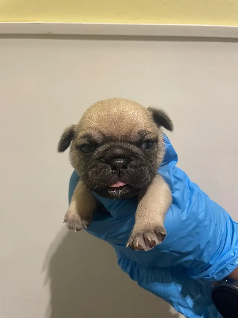 Chistery thumbnail 6