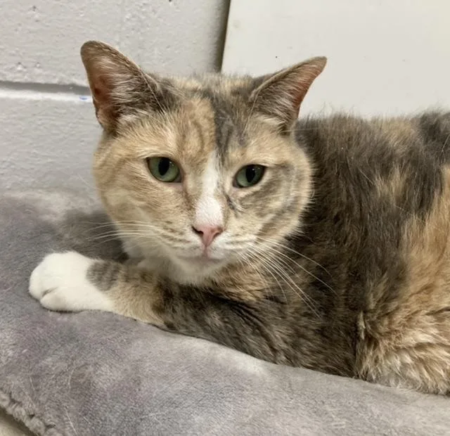 A senior large-sized female Calico Domestic Short Hair cat named Missy for adoption in Huntington, NY