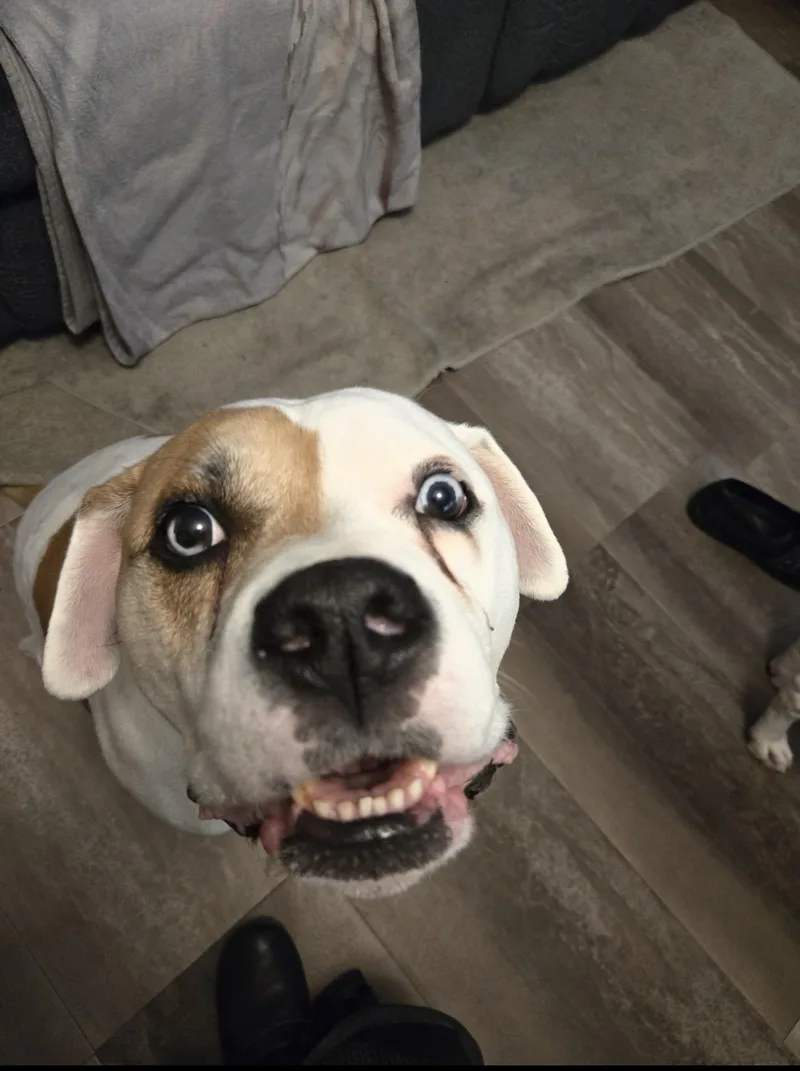A senior large-sized male American Bulldog dog named Kujo for adoption in Holmen, WI