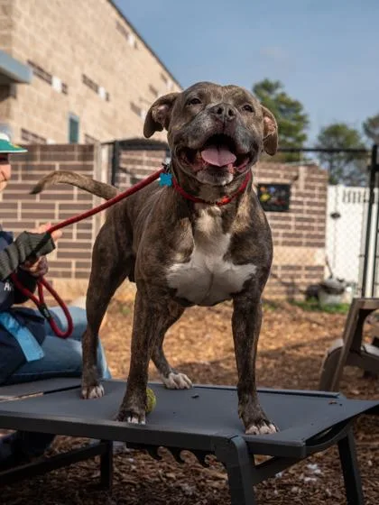 An adult large-sized male Mixed Breed dog named Grimlot for adoption in Chamblee, GA