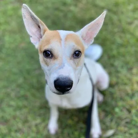 An adult medium-sized male White / Cream Mixed Breed dog named Toby for adoption in Jacksonville, FL