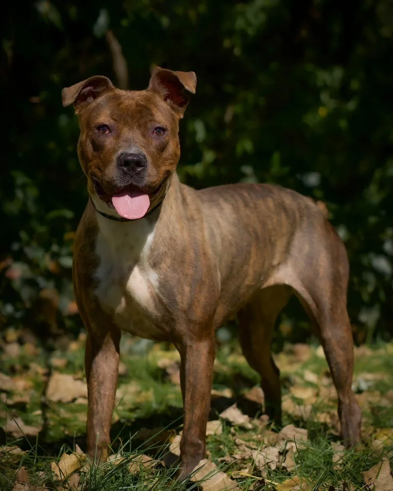 An adult large-sized female Brindle Pit Bull Terrier dog named Hotsy for adoption in Bridgeport, CT