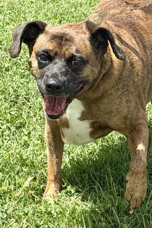 An adult medium-sized female Brindle Mixed Breed dog named Hope Rose for adoption in Maryville, TN