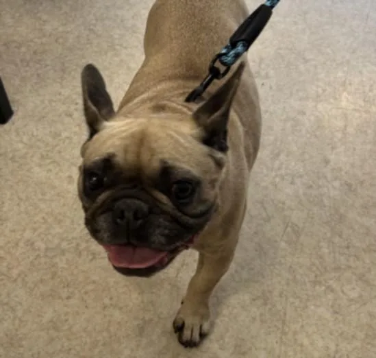 An adult small-sized female French Bulldog dog named Cardy for adoption in San Pedro, CA