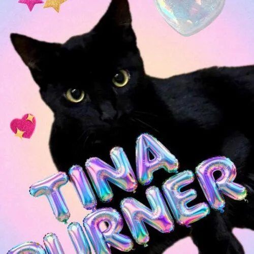 A baby small-sized female Black Domestic Short Hair cat named Tina Purrner for adoption in Tampa, FL
