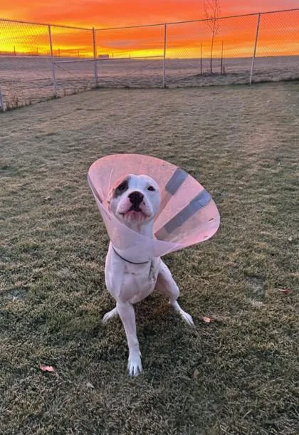 An adult large-sized male Pit Bull Terrier dog named Tugg for adoption in Missoula, MT