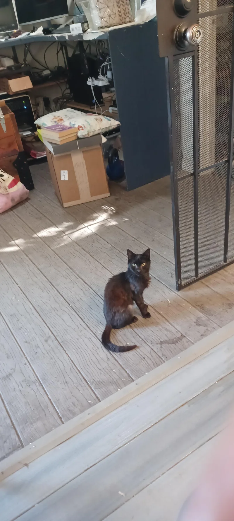A baby medium-sized male Black Domestic Short Hair cat named Bernard for adoption in Santa Rosa, CA