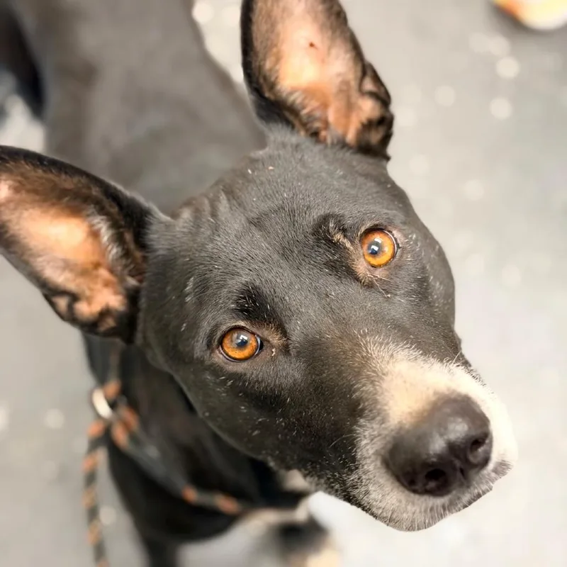 An adult medium-sized female Black Mixed Breed dog named Momma Great Big Pumpkin for adoption in Columbiana, AL