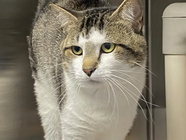 An adult medium-sized male Domestic Short Hair cat named A for adoption in Charlotte, NC